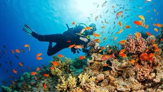 Divers, don't miss this underwater wonderland