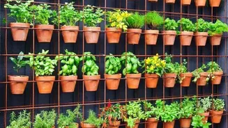 How to grow sage plants in a vertical garden