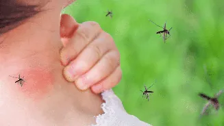 Dengue, Malaria, Chikungunya rising in India: Doctor explains why mosquito-borne diseases are no longer just monsoon problem