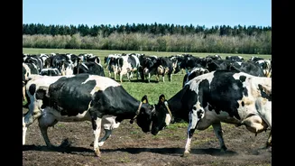 Bullish On Cow Science, MP Govt Spent Rs 3.5 Cr On Research: Now Probe Flags ‘Inflated Costs’