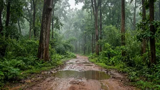 Why National Parks Close During Monsoon And Reopen Afterwards