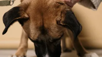 Indian Dog Owners Are Rechecking Their Parasite Prevention Routine During The Rainy Season