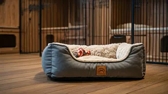 Luxury Animal Boarding Facilities Grow In Metro Cities