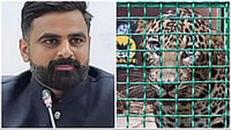 Pune District Collector Jitendra Dudi Reveals 68 Leopards Captured In Junnar So Far; ₹2.38 Crore Paid In Compensation