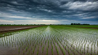 Unseasonal Rains Damage Farmland Across India