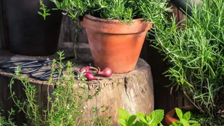Urban Balcony Herb Garden Instructions: Fresh Herbs In Compact Pots Today