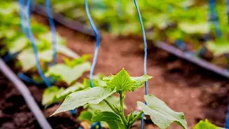 How Maharashtra Farmers Lower Carbon Footprints Using Solar Drip Infrastructure