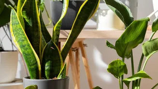 Do Indoor Plants Purify Air At Home? Scientists Offer A More Balanced View