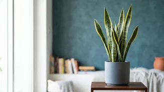 Low-maintenance greenery: How Snake Plants and Peace Lilies purify indoor air without requiring constant light
