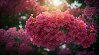 Mumbai's Pink Trumpet Trees: A Local Cherry Blossom Experience