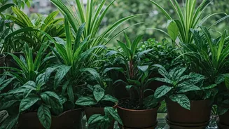 Low-Effort Plants Make Monsoon Gardening Feel Doable