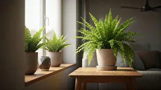 Ferns And Ventilation Make Homes Feel Better