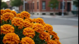 Marigolds Make City Corners More Alive