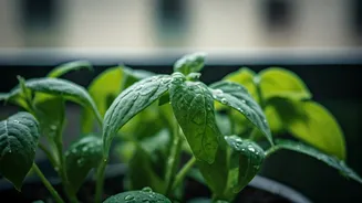 Balcony Plants Need Fewer Showers Than You Think