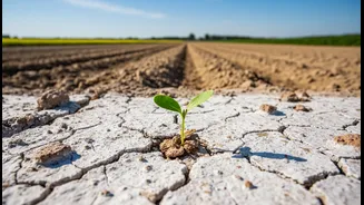 Hope Grows For Farming On Salt-Affected Land