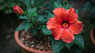 Hibiscus Needs Your Attention Before Monsoon Hits