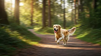 Dog Walks Are Becoming Mini Travel Experiences