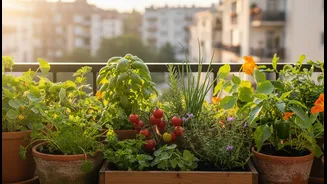 Edible Plants Can Turn A Small Balcony Into A Useful Green Space