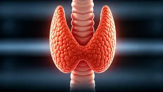 Decoding Your Thyroid: Energy, Tests, and Balance