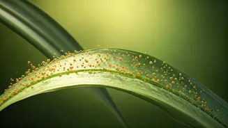 Treating fungal acne: Smarter care tips