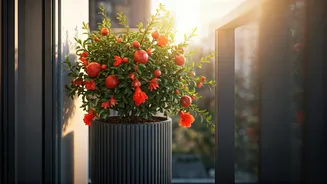 Pomegranate Plants Bring Drama To Balcony Corners