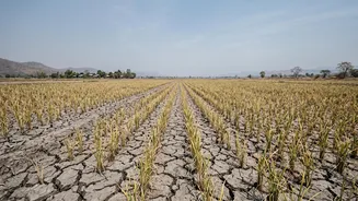 Weak Rains Could Hit Rice, Pulses And Other Indian Food Supplies