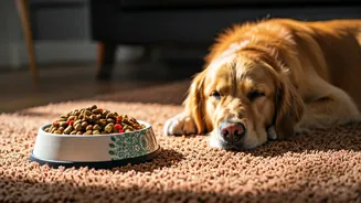 Organic Pet Food Is More Than A Luxury Now