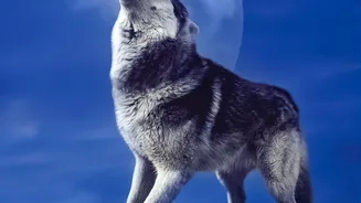 Wolf-Watching Trips Grow as the Species Returns Across Europe