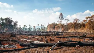 How Scientists Use Satellite Images to Monitor Deforestation
