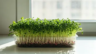 Grow Organic Microgreens At Home With This Simple 1-Tray Hack