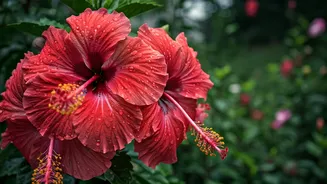 Hibiscus Plants Flower Power Multiplies Under Rainy Skies Trend