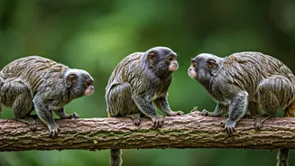 7 Hidden Wonders: Monkeys You Never Knew!