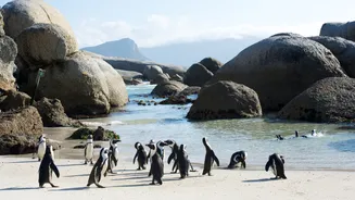 Sun, Sand, and Penguins: Why Boulders Beach Should Be on Your Bucket List