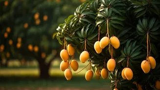 Own a Mango Tree, Get 90 Kg Delivered: India's Viral 'Rent A Tree' Startup