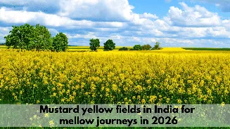 These mustard bloom in India 2026 destinations that feel straight out of postcard