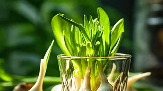Micro-Green Harvesting Setups Turn Apartment Kitchen Windowsills Into Zero-Waste Fresh Food Stations