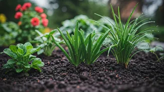 Beginner Gardeners Should Start When Rains Arrive