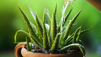 Monsoon Gardening Starts With Understanding Indoor Plant Moisture