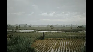 India's rice production forecast to drop by 7 million tons due to weak monsoon