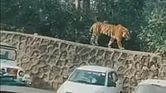 Tiger Cub Wanders Into Ranthambore Fort Parking Area; Tourists Reverse Vehicles For Safety - Watch Viral Video