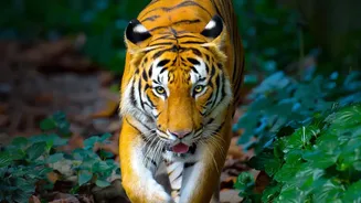 Wild Tiger Recovery in Nepal Relies on More Than Counting Animals