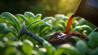 Homemade Fermented Compost Fluid Works Miracles On Green Garden Foliage