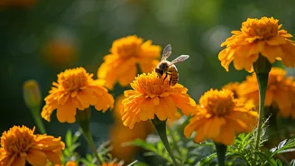 Marigolds Are The Flower That Works Hard