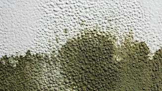 Beyond the Brush: The Hidden Dangers of Painting Over Mouldy Walls