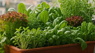 Urban Foodies Are Growing Their Own Salad Ingredients