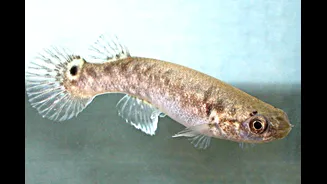 O que aconteceu com esses peixes depois de usarem cogumelos mágicos
