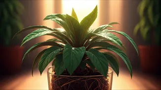 Thriving Greens: 5 Essential Summer Care Tips for Vibrant Plants in India