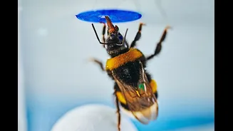 Abelhas podem aprender sozinhas a usar ferramentas, mostra novo experimento