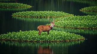 India's Floating Wonderland: Discover Keibul Lamjao National Park, Home to the Dancing Sangai