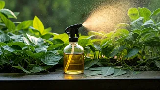 Protect Damp Balcony Plants Using Simple Organic Neem Oil Liquids